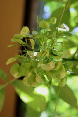 Ptelea trifoliata 'Aurea' - křídlatec trojlistý - nažky